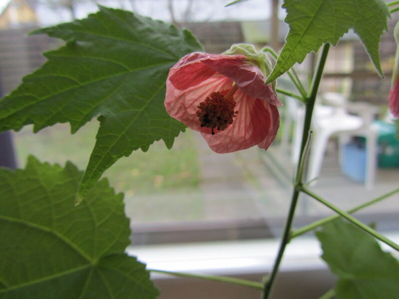 Chinese Bellflower plant