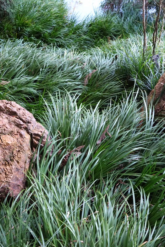 Miniature Sweet Flag plant