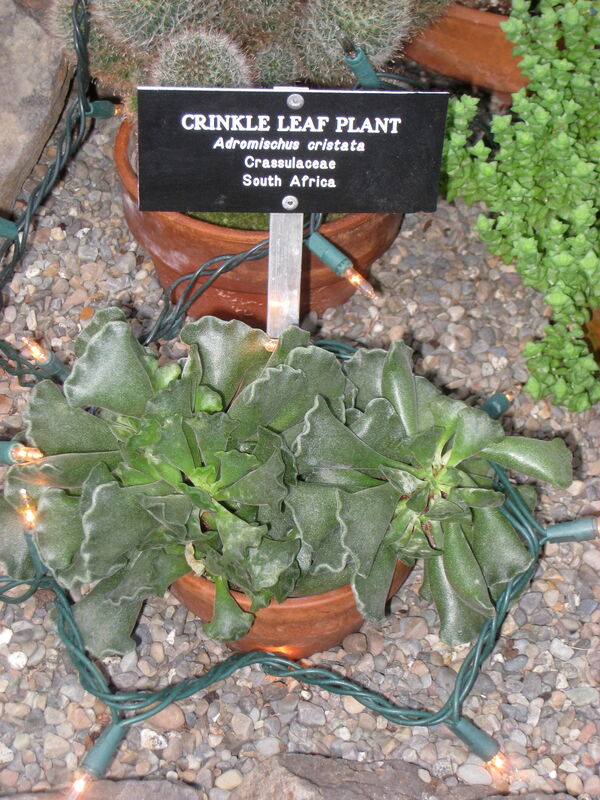 Crinkle-Leaf Plant