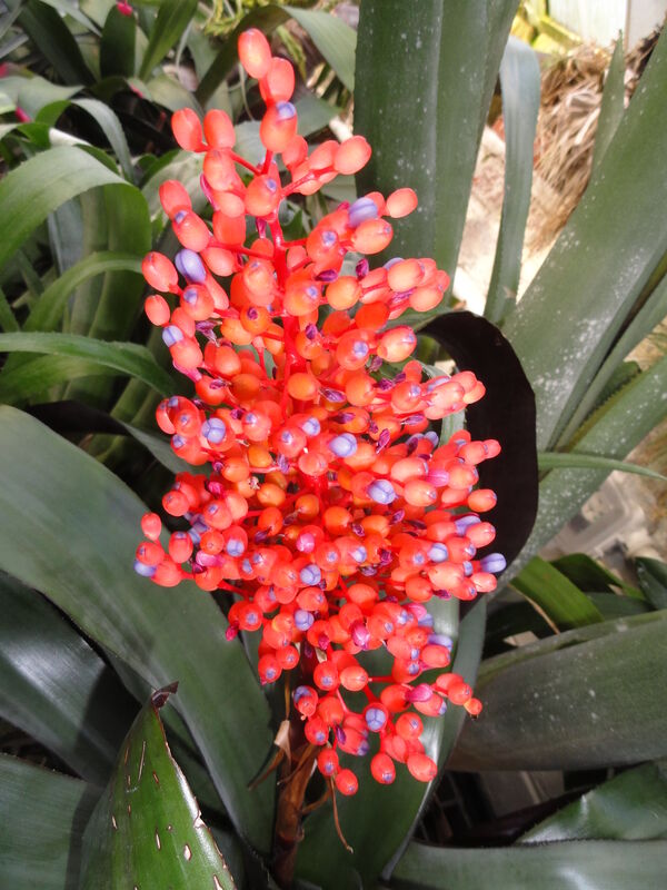 Purplish Coral Berry plant