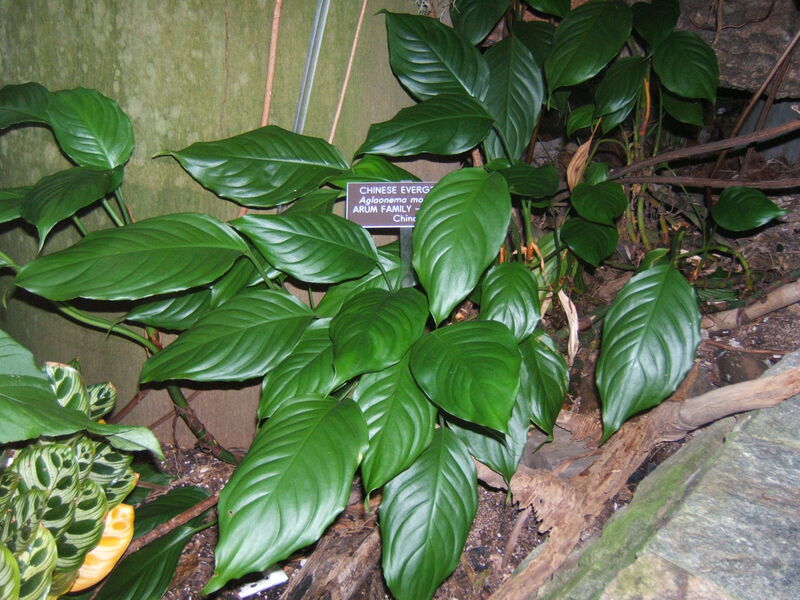 Chinese Evergreen plant