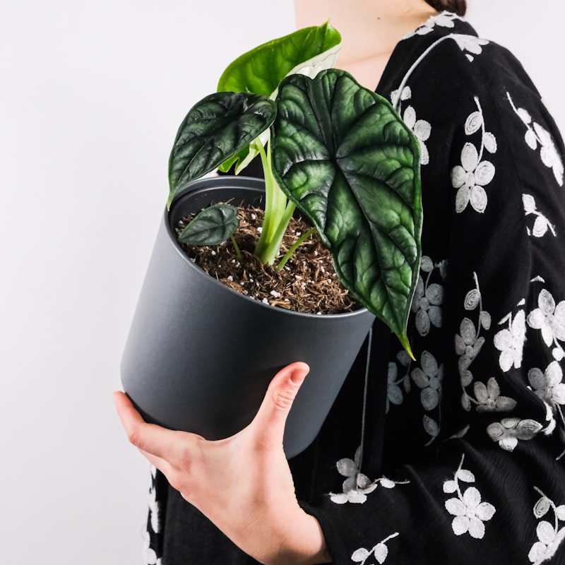 Alocasia Dragon Scale