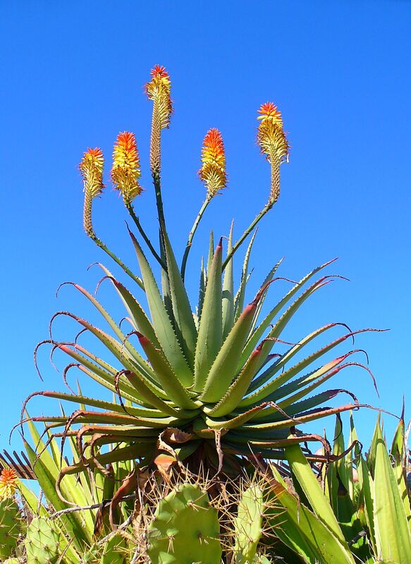 Candelabra Plant