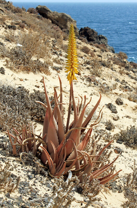 Medicine Plant (Aloe Vera)