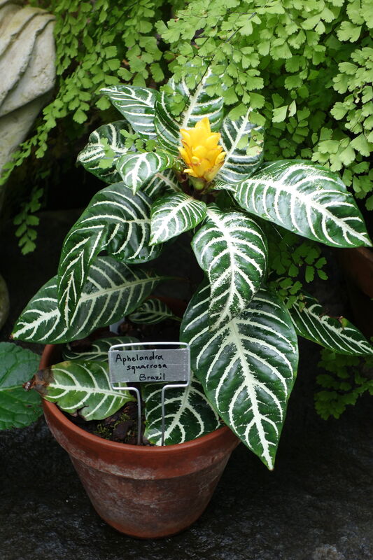 Zebra Plant plant