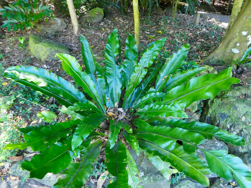 Asplenium nidus plant