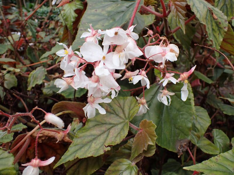 Begonia haageana plant