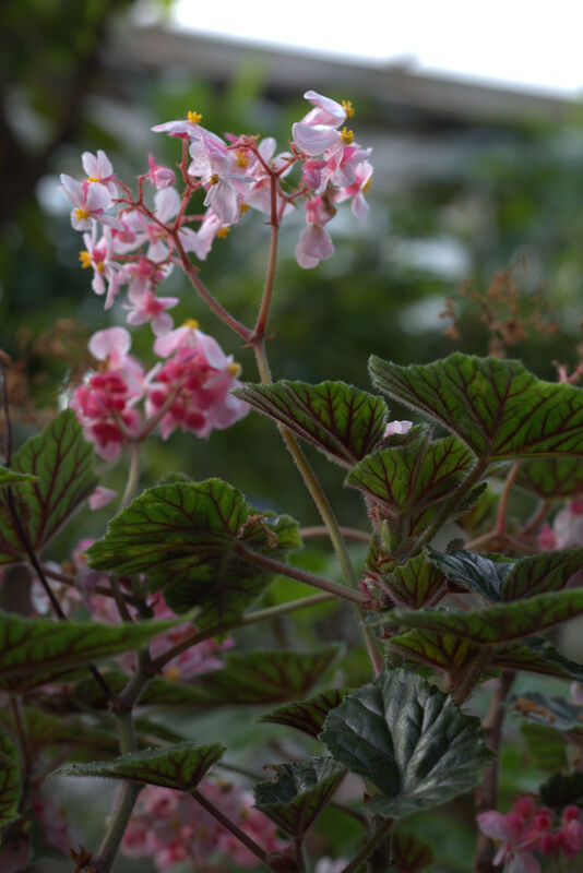 Begonia metallica plant