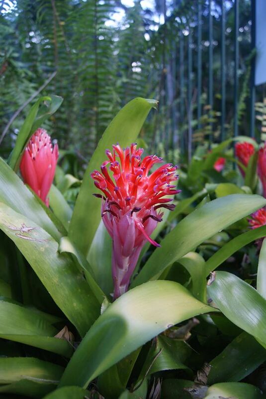 Billbergia pyramidalis plant