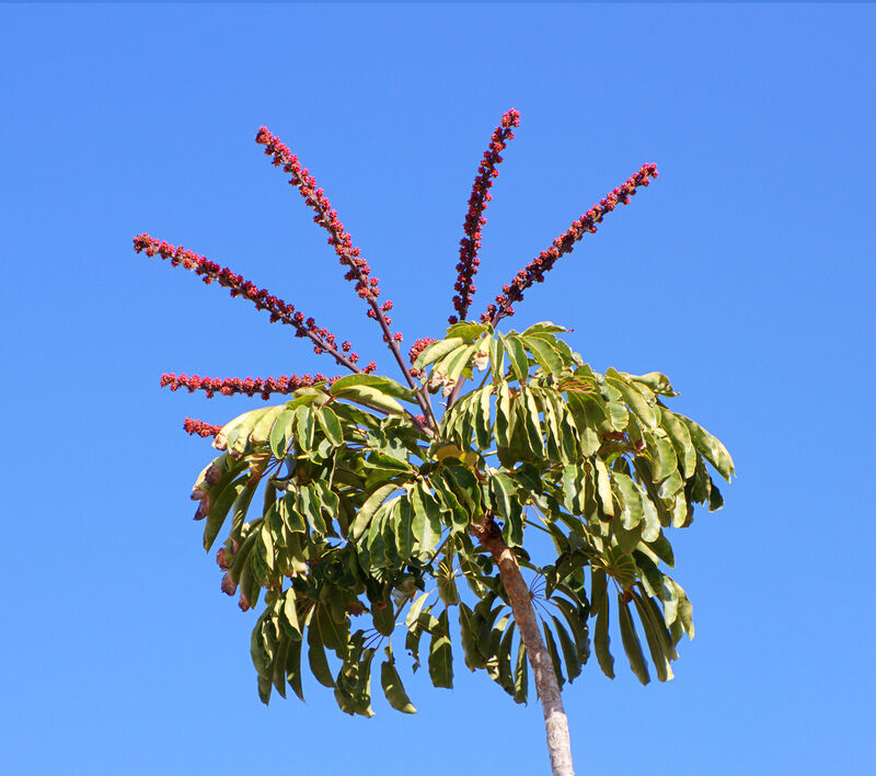 Brassaia actinophylla plant