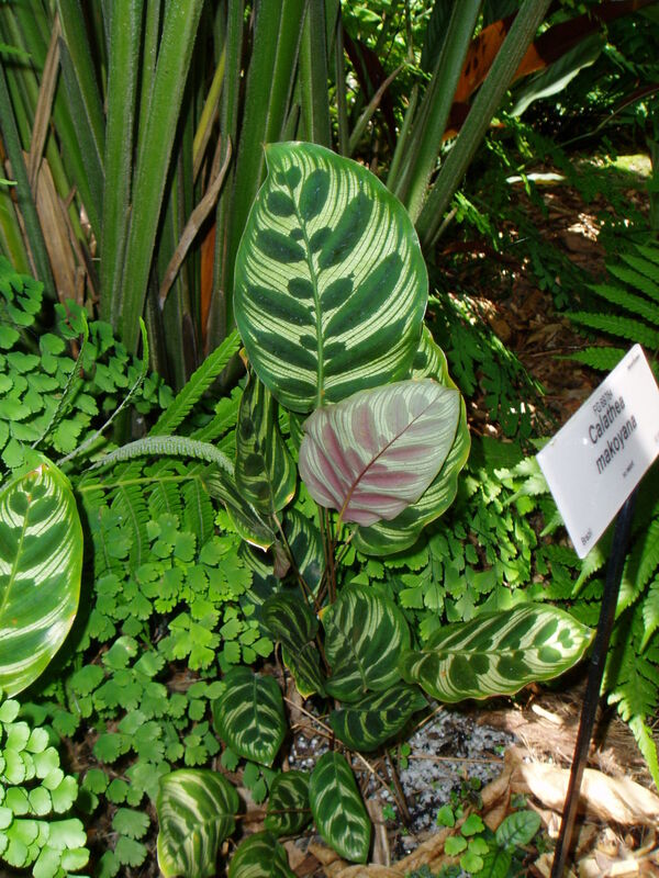 Calathea makoyana plant