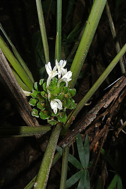 Calathea micans plant