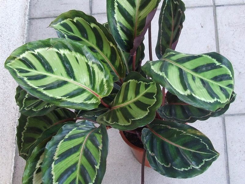 Calathea roseopicta plant
