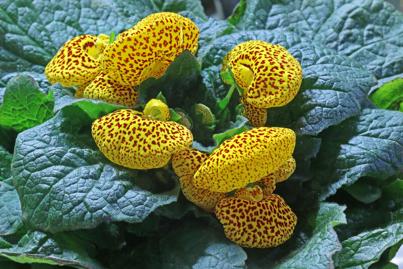Calceolaria crenatiflora plant
