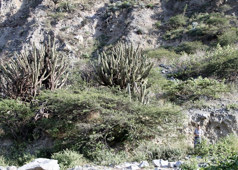 Cereus peruvianus plant