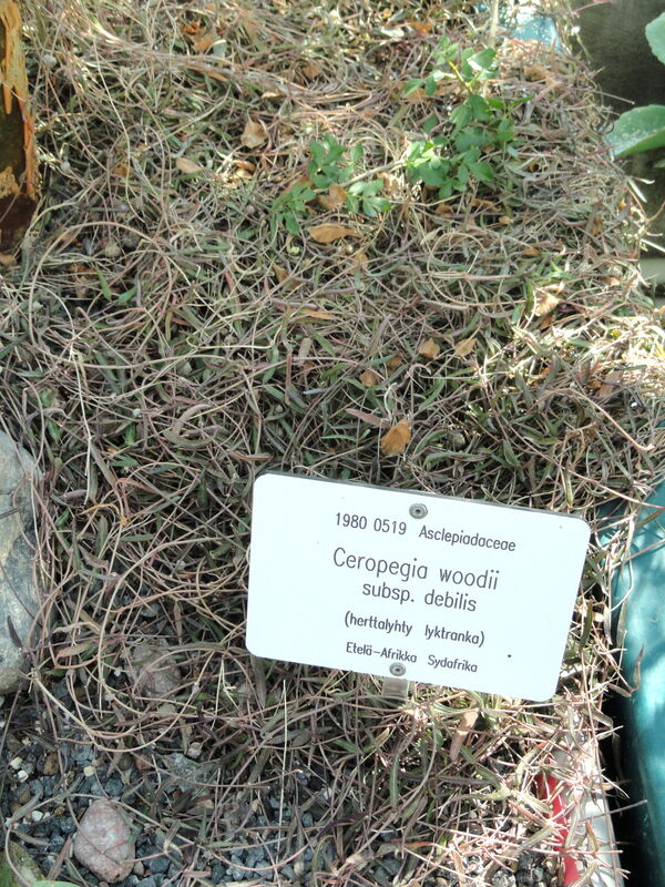 Ceropegia woodii plant