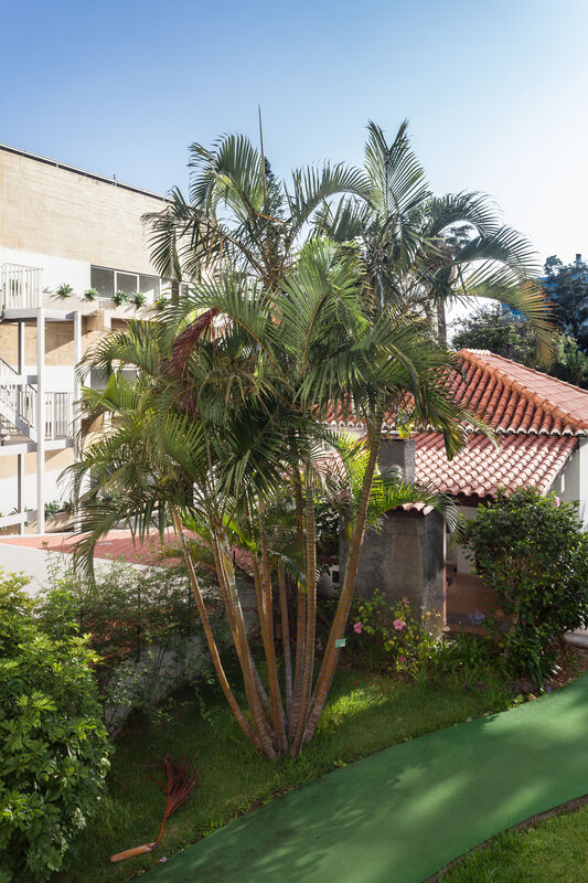 Chrysalidocarpus lutescens plant