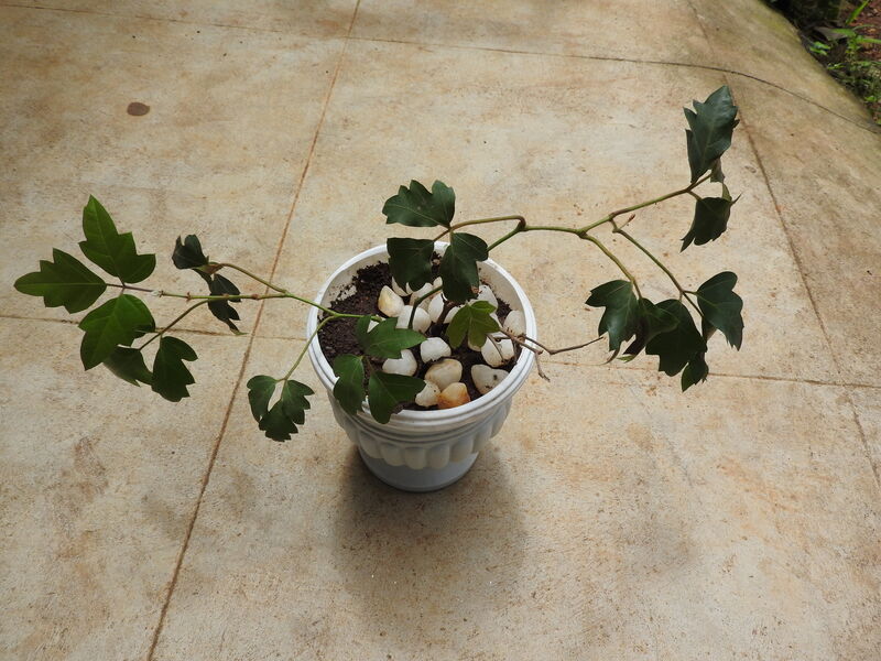 Cissus rhombifolia plant
