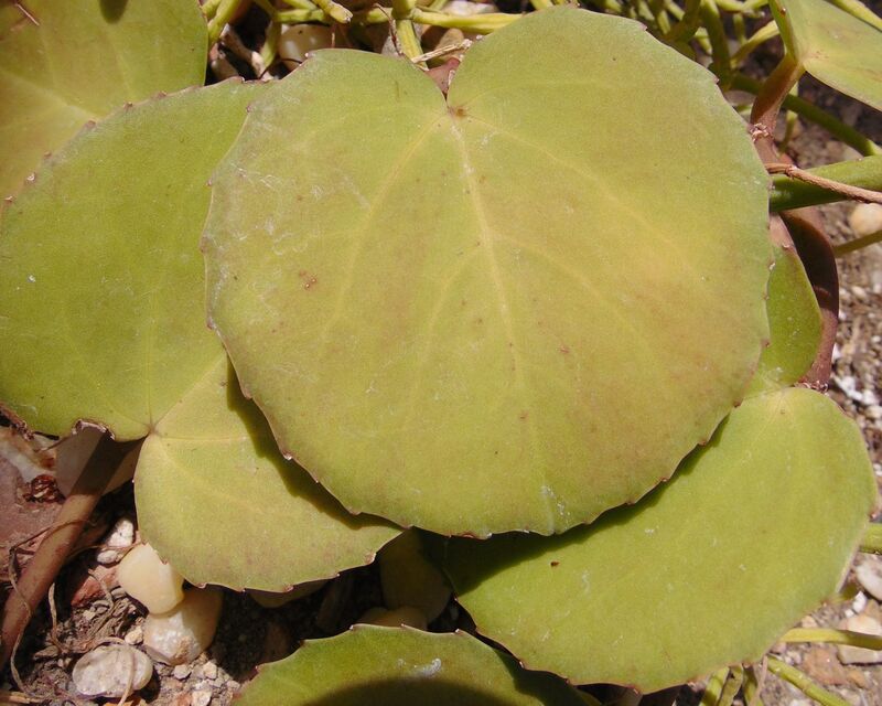 Cissus rotundifolia plant