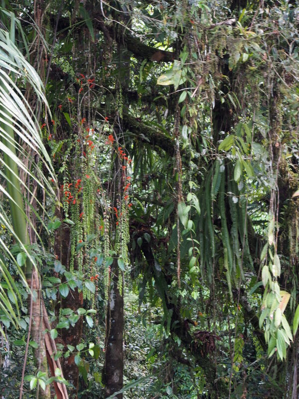 Colummea plant