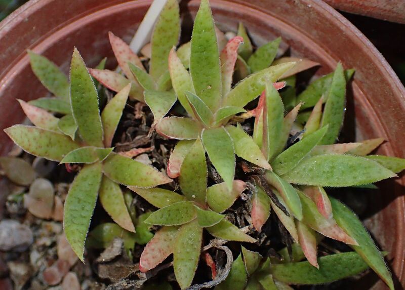 Crassula schmidtii plant