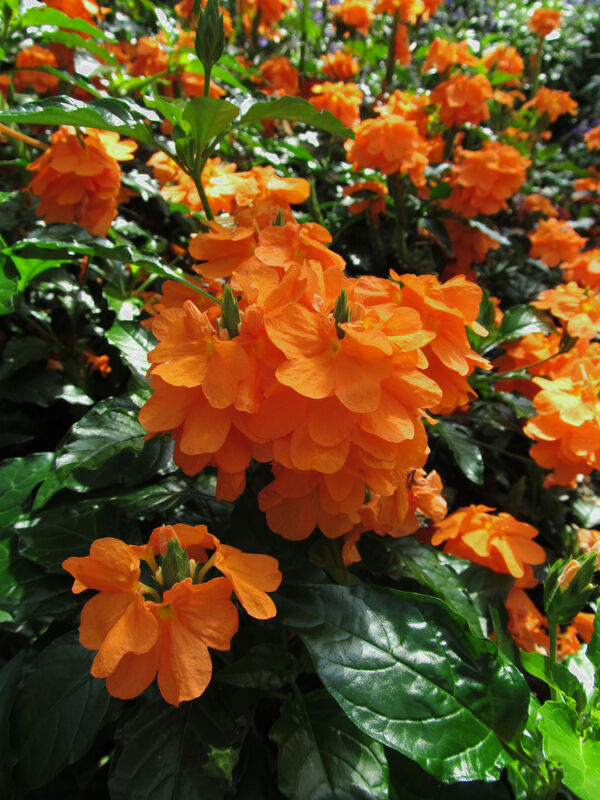 Crossandra infundibuliformis plant