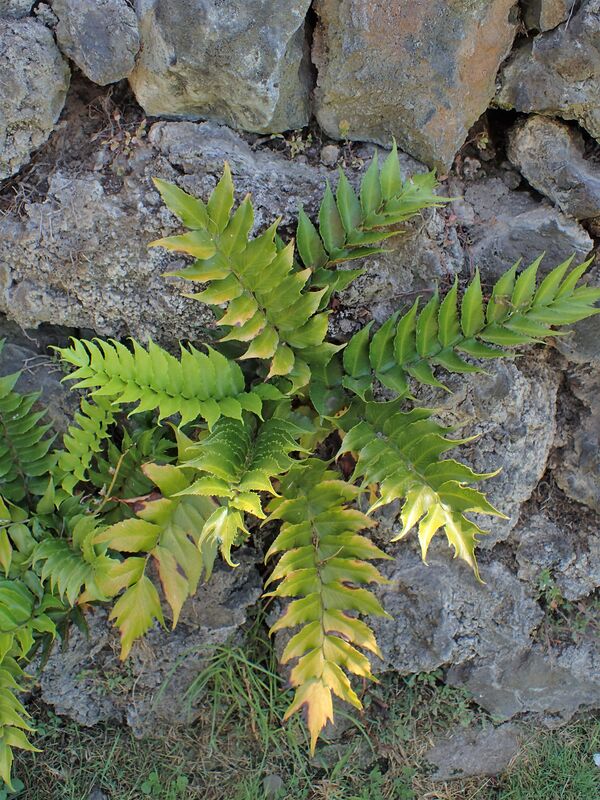 Cyrtomium falcatum plant