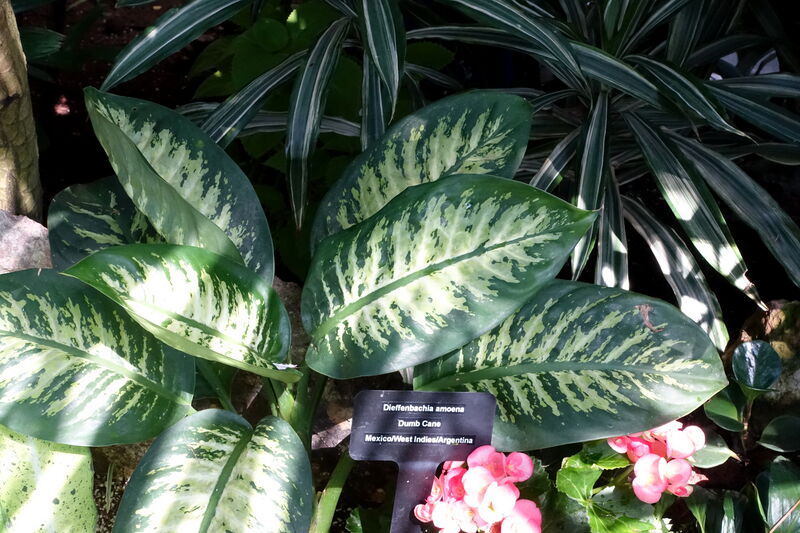 Dieffenbachia amoena plant