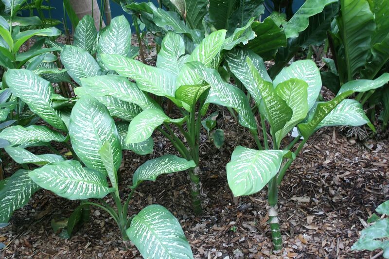 Dieffenbachia maculata plant