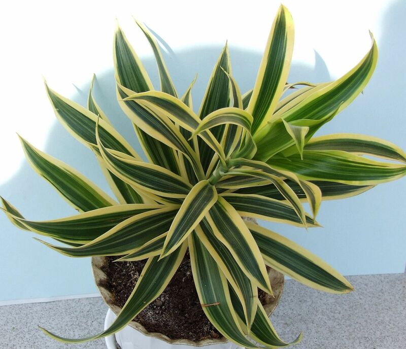 Dracaena fragrans plant