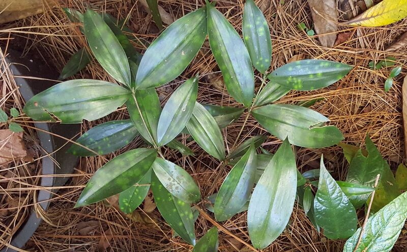 Dracaena surculosa plant