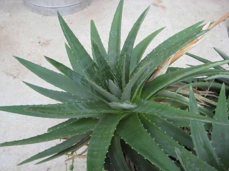 Dyckia brevifolia plant