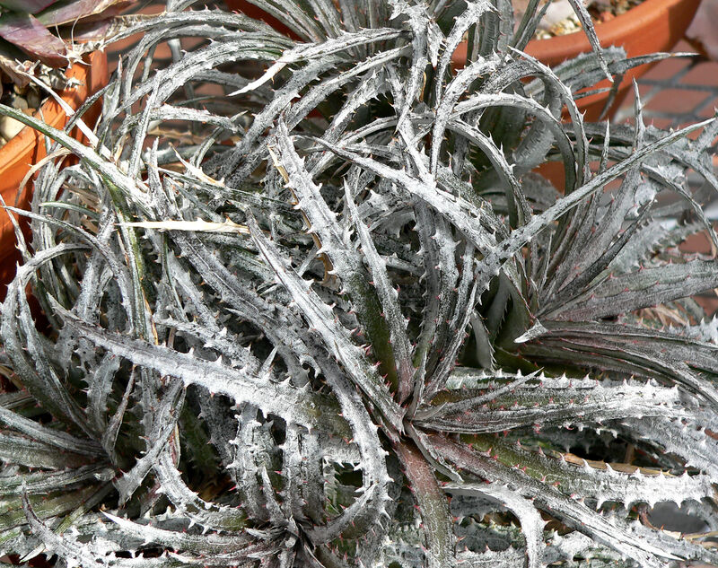 Dyckia fosterana plant