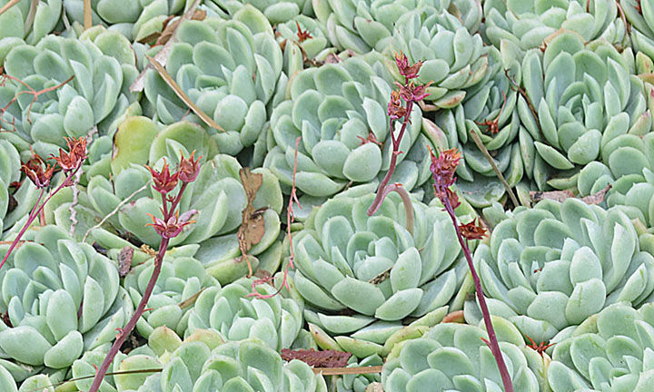 Echeveria elegans plant