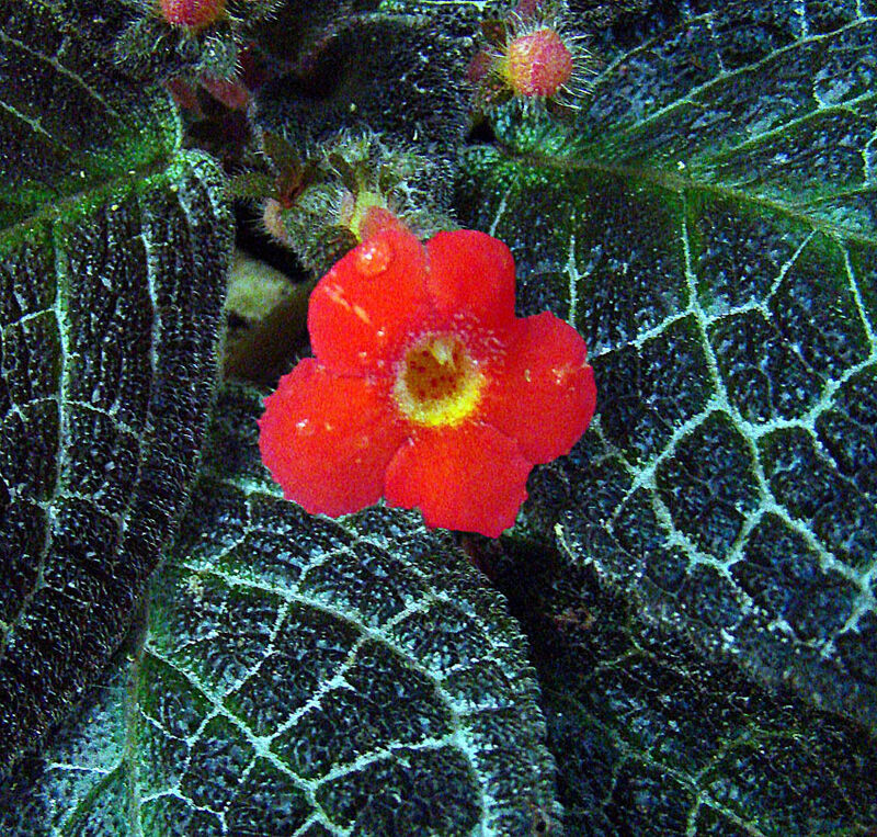 Episcia cupreata plant