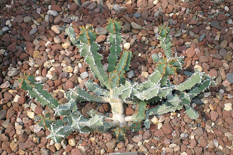 Euphorbia coeralescens plant
