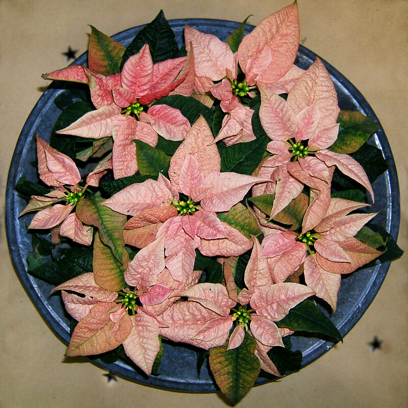 Euphorbia pulcherrima plant