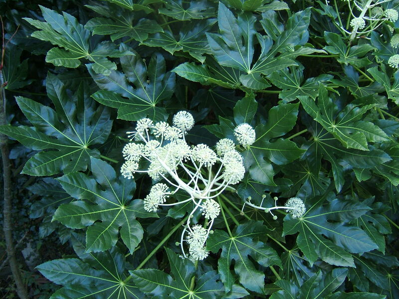 Fatsia japonica plant
