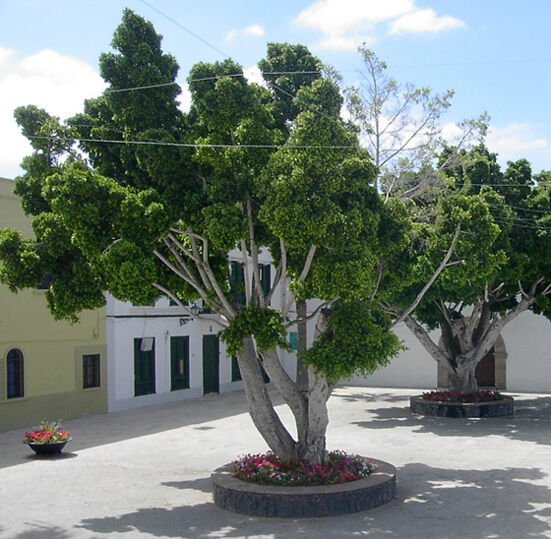 Ficus benjamina plant