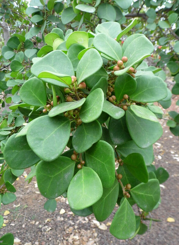 Ficus deltoidea plant