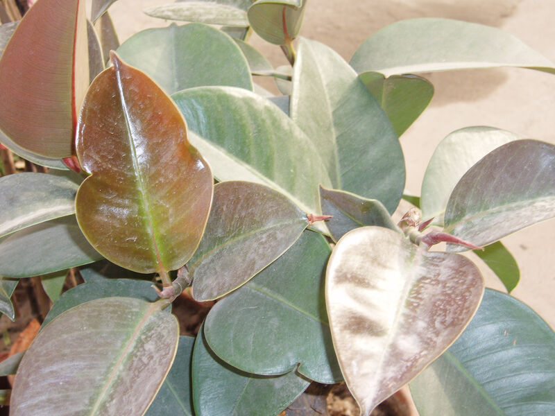Ficus elastica plant