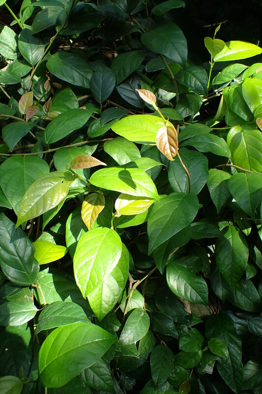 Ficus sagittata plant