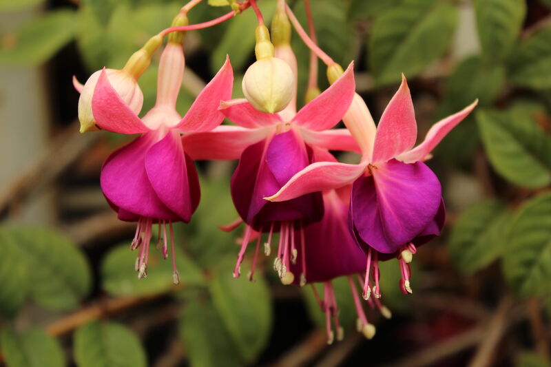 Fuchsia hybrida plant