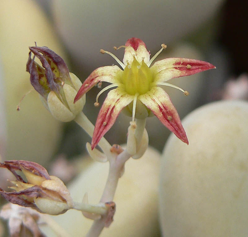 Graptopetalum amethystinum plant