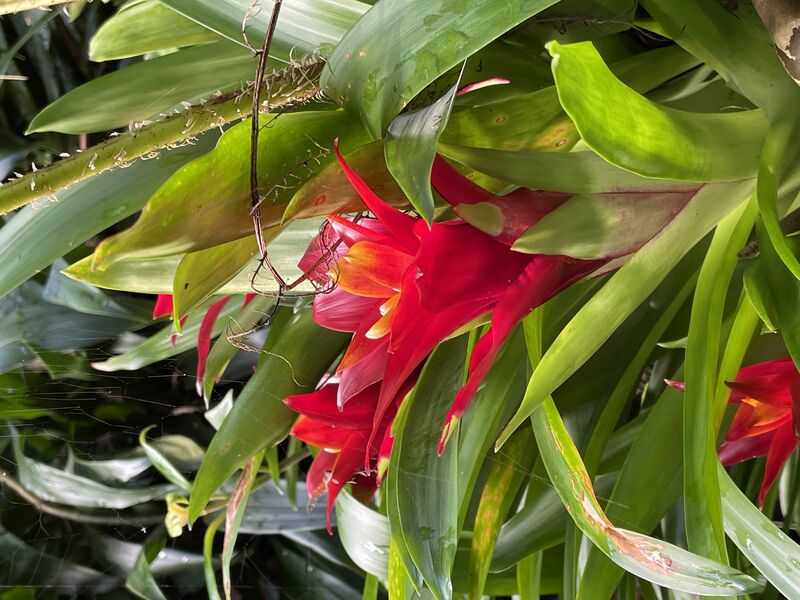 Guzmania lingulata plant