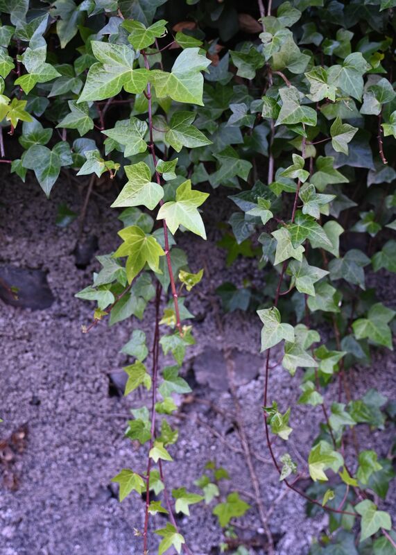 Hedera canariensis plant