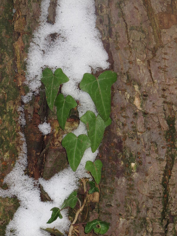 Hedera helix plant