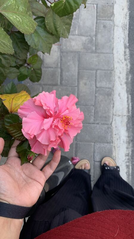 Hibiscus rosa-sinensis plant
