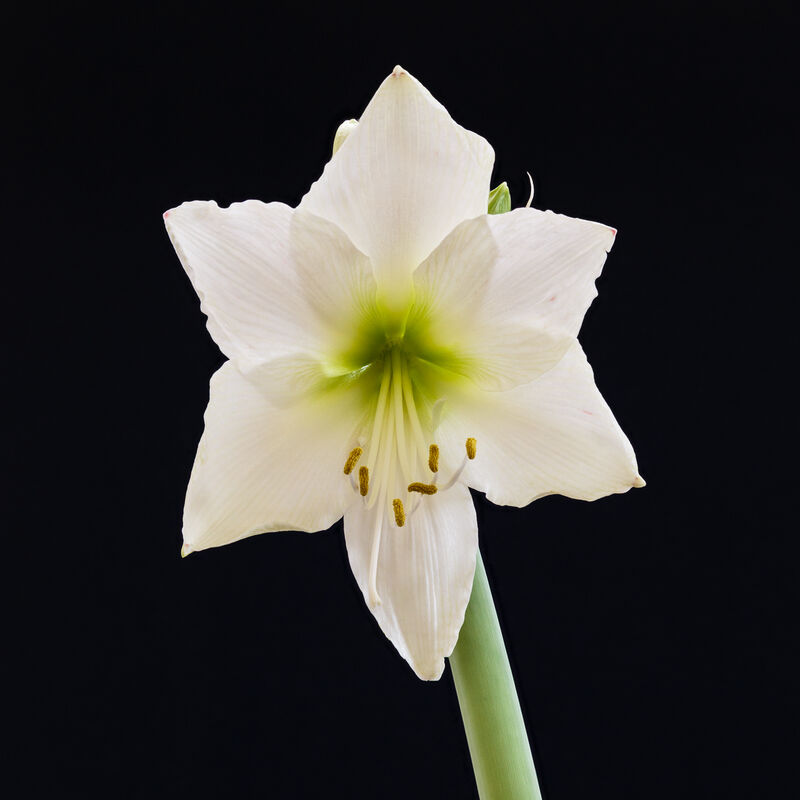 Hippeastrum hybrids plant