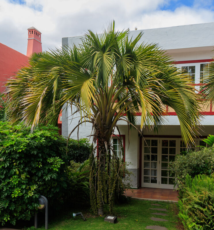 Howea belmoreana plant